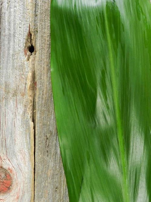 GREEN TI LEAVES